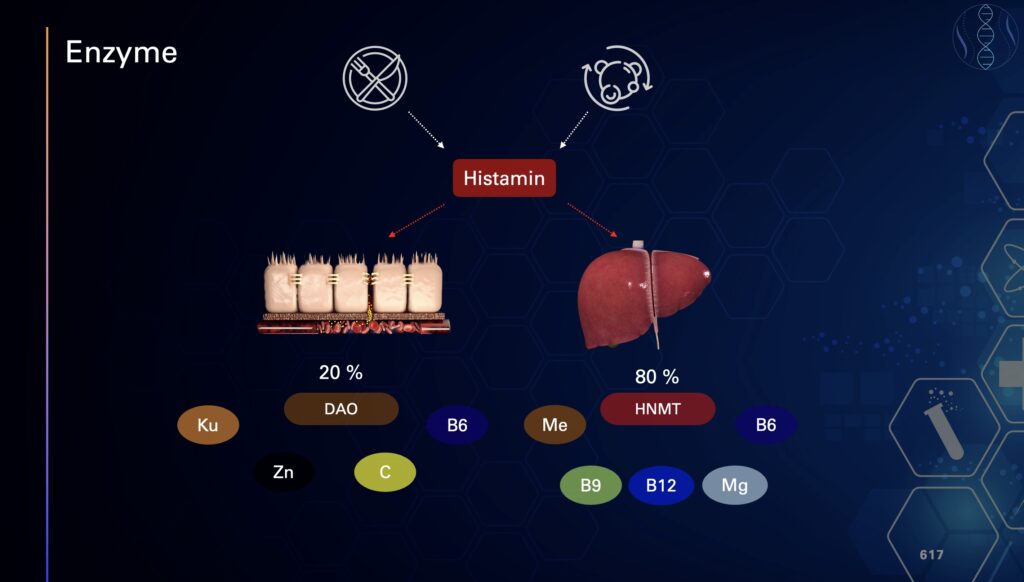 Grafik zu den wichtigsten Enzymen im Histaminabbau: 20 % des Histamins werden im Darm durch DAO (Diaminoxidase) abgebaut, abhängig von Kupfer, Zink, Vitamin C und Vitamin B6. 80 % werden in der Leber über HNMT (Histamin-N-Methyltransferase) abgebaut, abhängig von Methylgruppen, Vitamin B6, Folat (B9), Vitamin B12 und Magnesium.